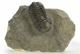 Detailed Morocops Trilobite - Ofaten, Morocco #310274-2